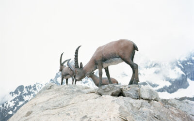 UPCOMING EXHIBITION: Stefano Cerio, Brenva, opening on October 8.